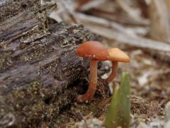 Leeresztett tó partján, nád tövében