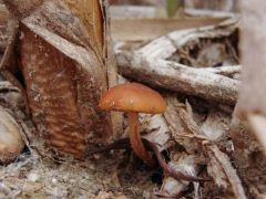 Leeresztett tó partján, nád tövében