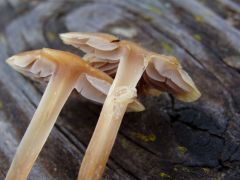 Leeresztett tó partján, nád tövében