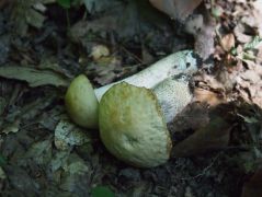 Sötét érdestinóru sárgában