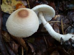 Erdei fenyő elegyes bükkös talaján