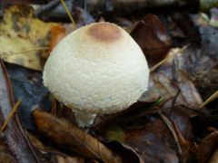 Erdei fenyő elegyes bükkös talaján