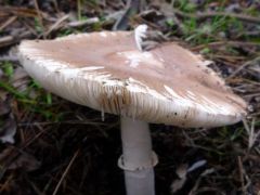 Akácos erdei fenyves talaján