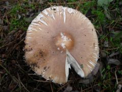 Akácos erdei fenyves talaján