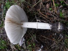 Akácos erdei fenyves talaján