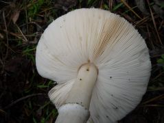 Akácos erdei fenyves talaján