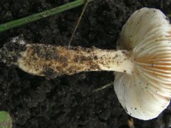 Limacella delicata (Tapadós nyálkásgalóca)