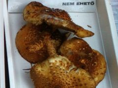 Gombakiállításunkon szerepelt