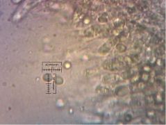 Tricholoma ustale spóraméret: 5 x 4 µm