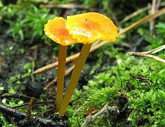 Gyűjtési adatok