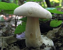 Gyűjtési adatok