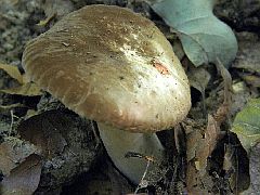 Gyűjtési adatok
