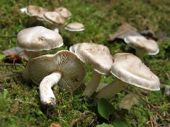 Gyűjtési adatok