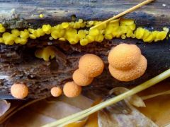 Citromsárga csészegombácska húsvörös nyálkagombával