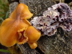 Téli fülőke lilás réteggombával