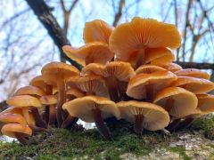 Téli fülőke, Flammulina velutipes