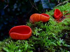 Piros csészegomba, Sarcoscypha coccinea