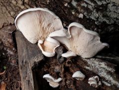 Szöszös terülőlaskagomba, Resupinatus vetlinianus
