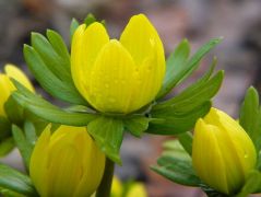 Téltemető (védett)