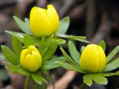 Téltemető (védett)