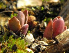 Bablevelű varjuháj (kiskorú)