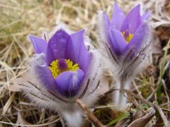 Leánykökörcsin (védett)