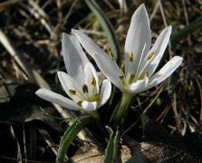 Magyar kikerics (Fokozottan védett!)