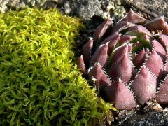 Rózsás kövirózsa