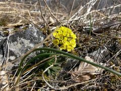 Kövér daravirág (védett)