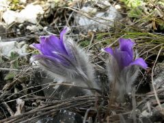 Leánykökörcsin (védett)