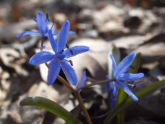 Tavaszi csillagvirág (védett)