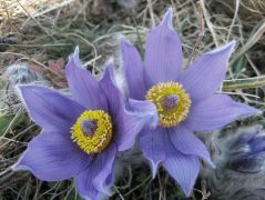 Leánykökörcsin (védett)