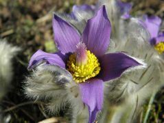 Leánykökörcsin (védett)