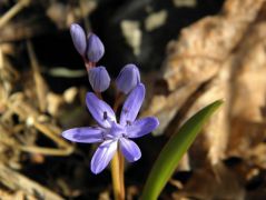 Tavaszi csillagvirág (védett)