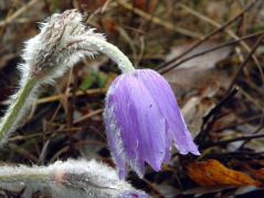 Leánykökörcsin (védett)