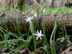 Tavaszi csillagvirág (védett)