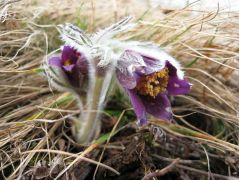 Fekete kökörcsin (védett)