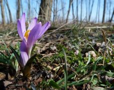 Egyhajúvirás (védett!)