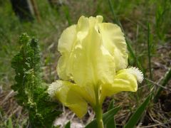 Apró nőszirom (védett)