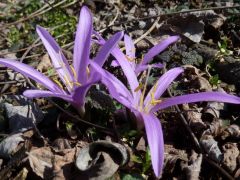 Egyhajúvirág (védett)