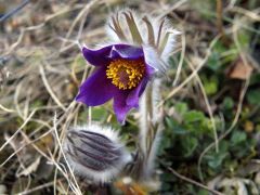 Fekete Kökörcsin (védett!)