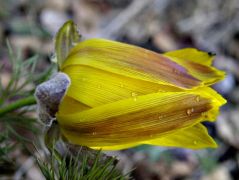 Tavaszi hérics (védett!)