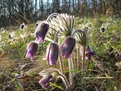 Fekete kökörcsin (védett!)