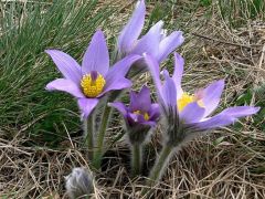 Leánykökörcsin (védett!)