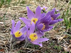 Leánykökörcsin (védett!)