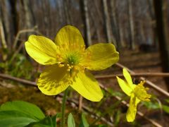 Bogláros szellőrózsa