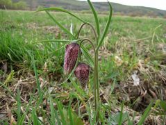 Kockás Liliom (védett!)