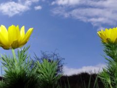 Tavaszi hérics (védett!)