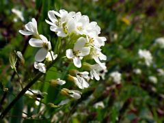 Janka-tarsóka (védett!)