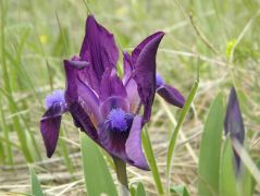 Apró nőszirom (védett!)